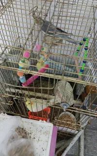عروس هلندی