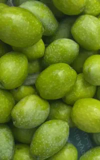 زیتون اعلا درشت گوشتی ماغر
