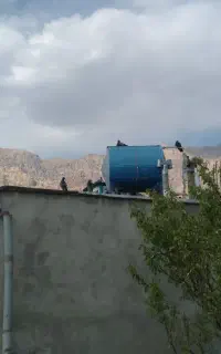 کبوتر پلاکی