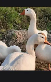 قوغاز سفید  تخم گذار