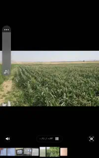 ذرت علوفه