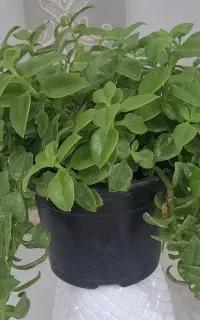 گل یخ
