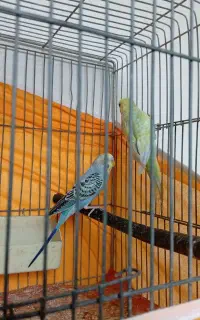 مرغ عشق هلندی