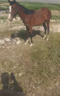 اسب نر معاوضه با اسب ماده