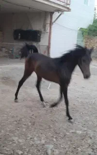 کره‌ مادیون ۱۴ماهه
