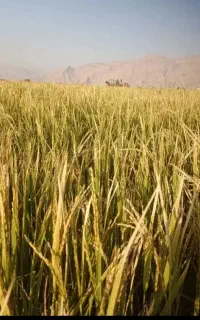 عمده فروشی برنج چمپا اصلی