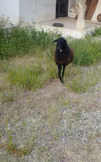 گوسفند جوان ابستن