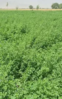 یونجه دستی