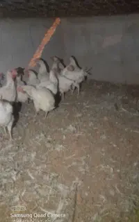 مرغ سفید تخمگذار