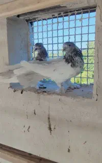 فروش کبوتر