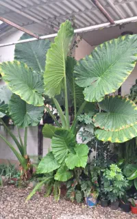 گل وگیاه طبیعی