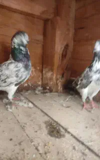 جفت کبوترچپرا نرو ماده نامبروان ضمانت پرش جوجه ها