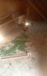 بوقلمون