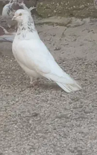 کبوتر کله دم