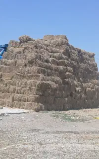 علف