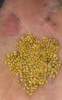 بهترین بذر یونجه
