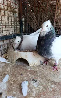 کبوتر طوقی