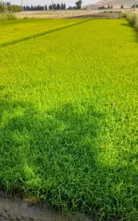 بذر‌شالی‌دم‌سیاه‌آماده‌نشا