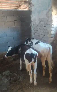 دوعددگوساله‌ی‌نر‌5ماه