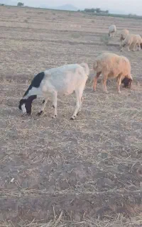 بز دورگ
