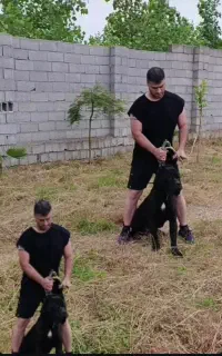 سگ کن کورسو حساس روی خانواده و بادیگارد و حرفه ای