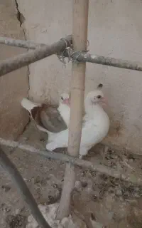 کبوتر گراف