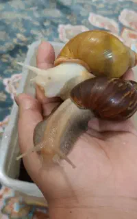 حلزون‌البینو