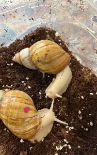 حلزون تخم گذار