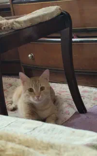 پیشی،گربه