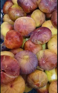 رشه عسلی