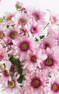 گل آرایی ماشین، دسته‌گل عروس