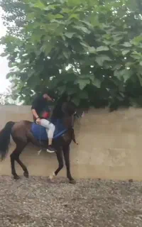 نریان کرد سواری دار