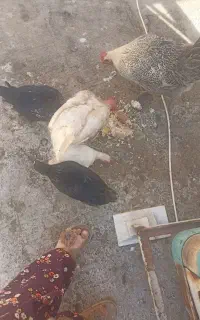 مرغ