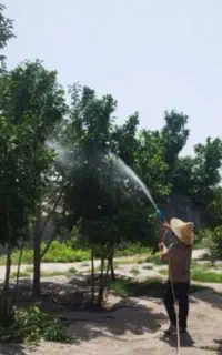 سم پاشی درختان باغ و خانه