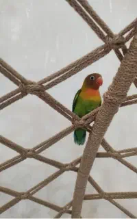 طوطی برزیلی فیشر
