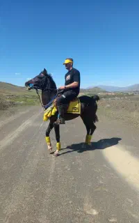 اسب سرو گردن گیر
