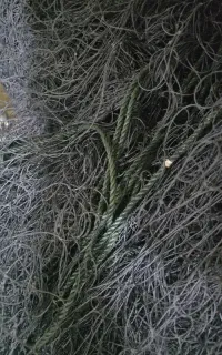 قایق،  تور شیری ۱۶ رشته قالب ۸