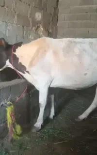 گاو جوان ابستن