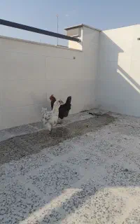 مرغ تخمگذار