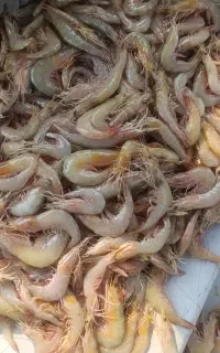 سره،  سرتیز ، درشت ،تازه