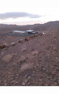 چوپان آگهی دقیق بخونید