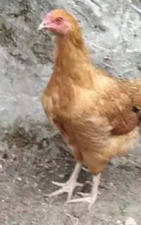 فروش مرغ بالغ