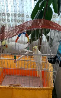 عروس هلندی