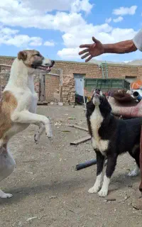 دوتا توله سگ ۷ ماهه