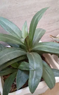 قلم گل