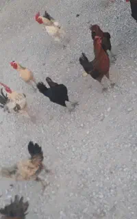 مرغ و خروس فروشی