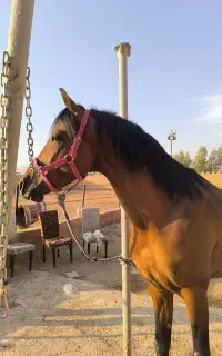 اسب دره شور کره سالار ۲