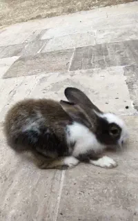 خرگوش ماده 6ماهه