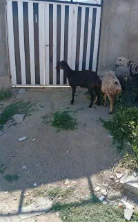 ۱۲ عدد بره ماده داشتی افشاری