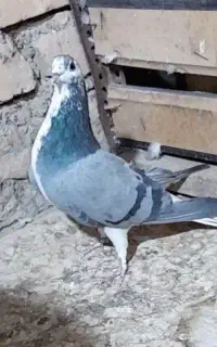 دمگیر گمشده